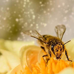 Sunfood Superfoods Bee Pollen Granules- Raw, Wild-Crafted - سن فود - Image 2