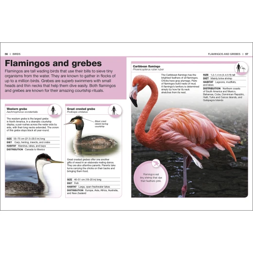 Pocket Eyewitness Animals - كتب دي كاي - Image 6