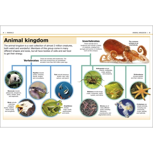 Pocket Eyewitness Animals - كتب دي كاي - Image 3