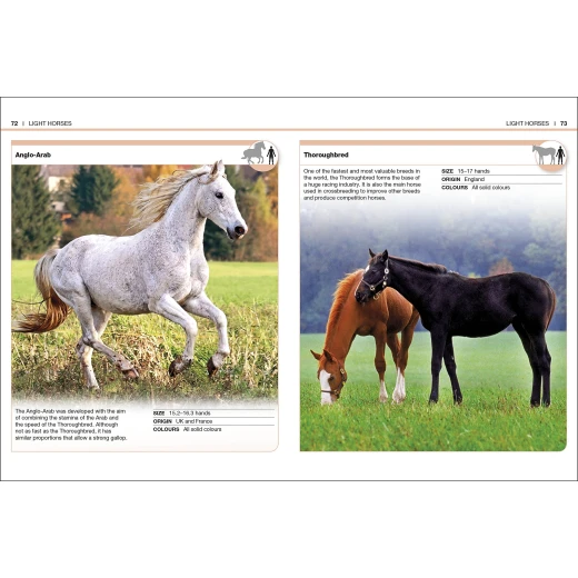 Pocket Eyewitness Horses - كتب دي كاي - Image 5