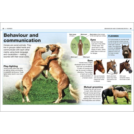 Pocket Eyewitness Horses - كتب دي كاي - Image 3