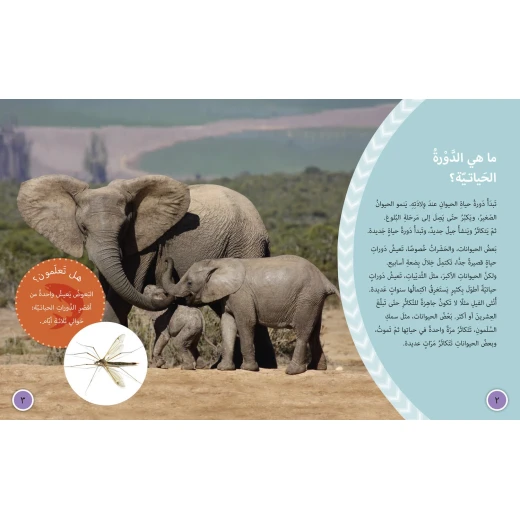 دورات الحياة - كولنز - كولينز بيج كات - Image 4