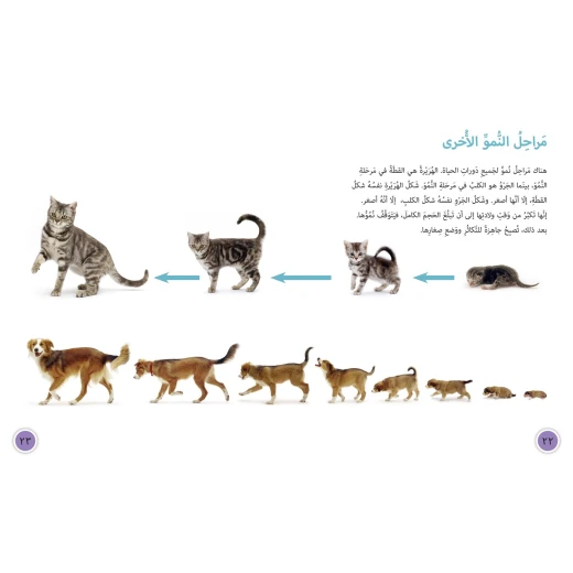 دورات الحياة - كولنز - كولينز بيج كات - Image 2