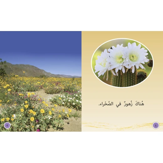 في الصحراء - كولنز - كولينز بيج كات - Image 3