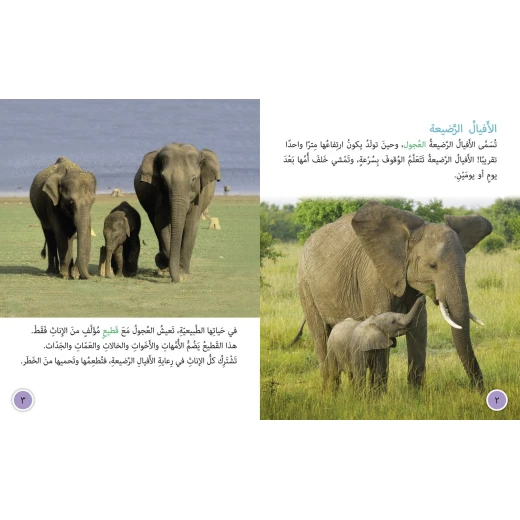 ملجأ الافيال - كولنز - كولينز بيج كات - Image 3