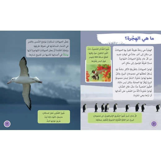 هجرة الحيوانات -  كولنز - كولينز بيج كات - Image 4