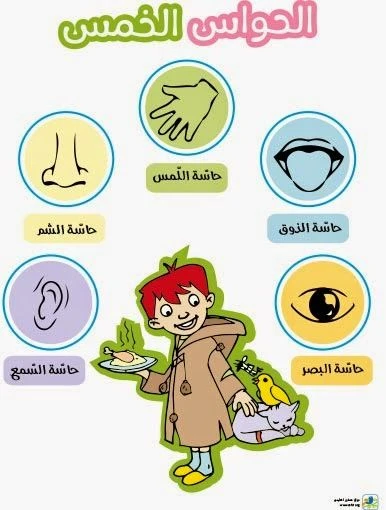 دار المجاني : مصور الصغار: ألحواس الخمس - دار المجاني - Image 2
