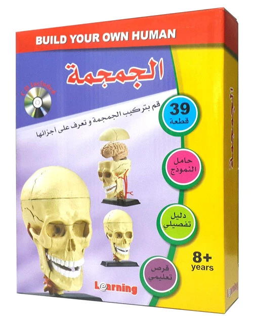 Anatomy – Skull