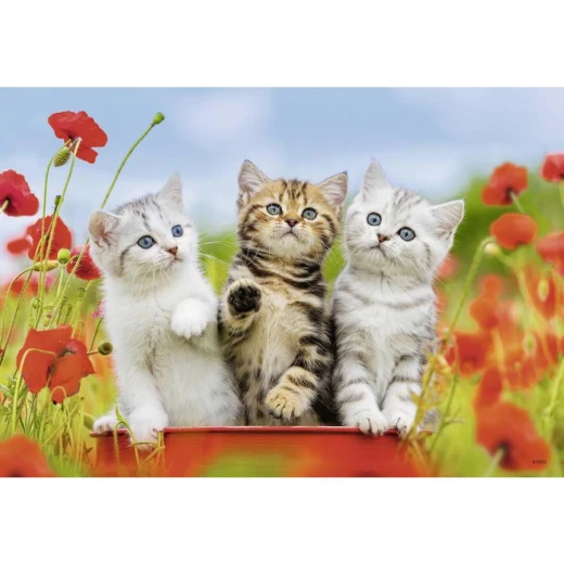 Ravensburger Puzzle Kitten Adventures (2X12pc) - رافينسبرغر - Image 3