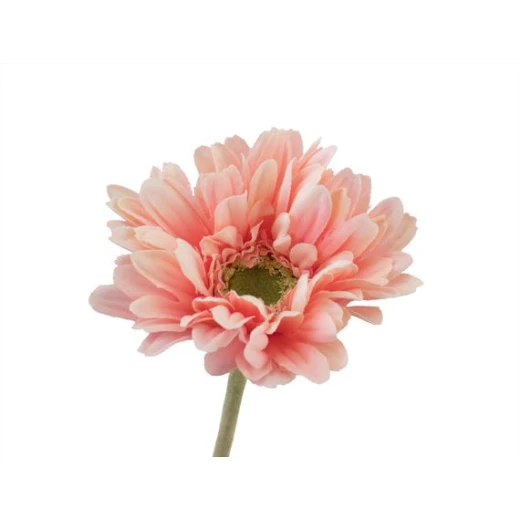 Madame Coco - Betta Gerbera Flower - Peach Pink - مدام كوكو - Image 2