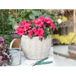 Madame Coco - Bernelle Flower Pot - Camel - مدام كوكو