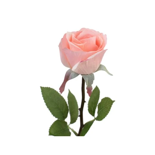 Madame Coco - La Bambola Rose - Powder - مدام كوكو - Image 2