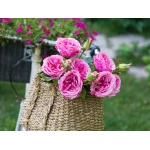 Madame Coco - La Bambola Rose, Pink - مدام كوكو