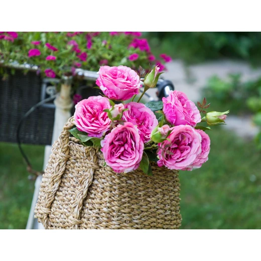 Madame Coco - La Bambola Rose, Pink