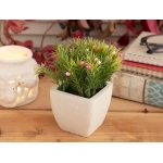 Madame Coco - Minion Rose Pot With Plant, Pink - مدام كوكو