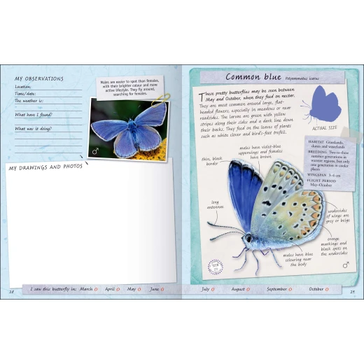 Miles Kelly - Handbook, Butterflies And Moths - مايلز كيلي - Image 2