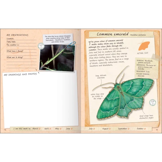 Miles Kelly - Handbook, Butterflies And Moths - مايلز كيلي - Image 3