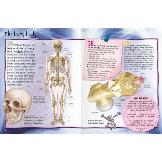 Miles Kelly - 100 Facts Human Body Pocket Edition - مايلز كيلي - Image 2
