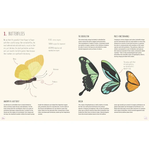 White Star -The World of Butterflies Book - وايت ستار - Image 2