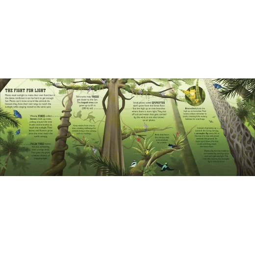 كتاب : الغابة المطرية من دي كي - كتب دي كاي - Image 3