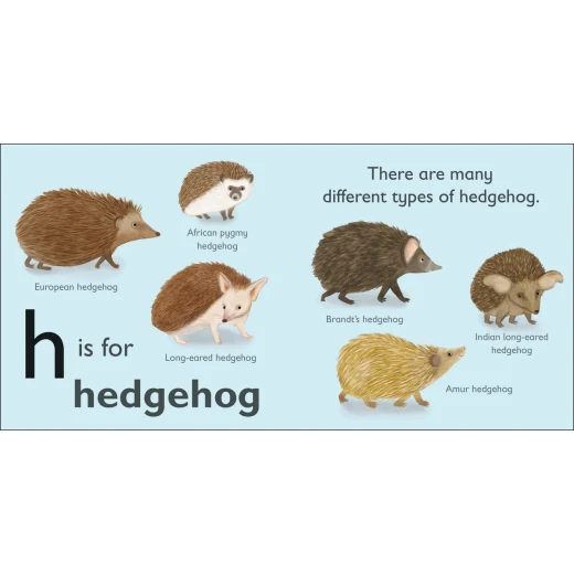 ( H - للقنفذ ) -كتاب من كتب دي كي للنشر - كتب دي كاي - Image 2