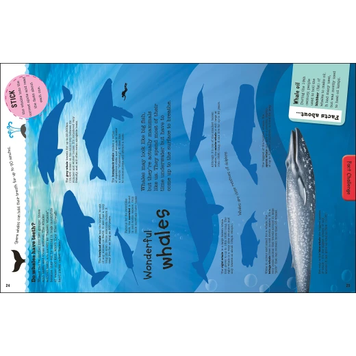 كتاب :أسماك القرش والدلافين والمخلوقات البحرية الأخرى من دي كي - Image 2