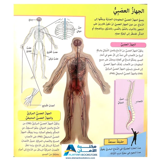 كتاب اكتشف جسم الانسان للاطفال - Image 3