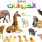 اسئلتي واجوبتي الاولى: صغار الحيوانات من دار المنهل - دار المنهل
