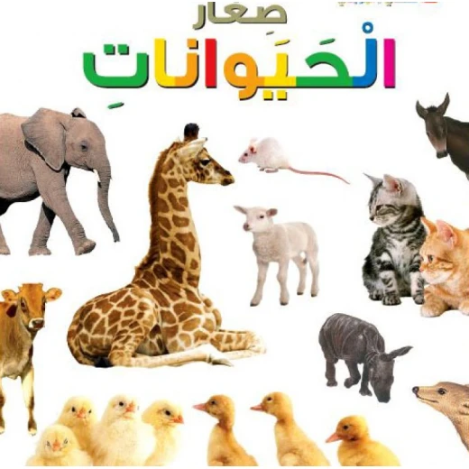 اسئلتي واجوبتي الاولى: صغار الحيوانات من دار المنهل اسئلتي واجوبتي الاولى: صغار الحيوانات من دار المنهل