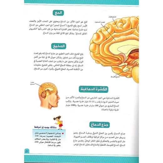تجربة تطبيقية عن الجهاز العصبي - Image 2