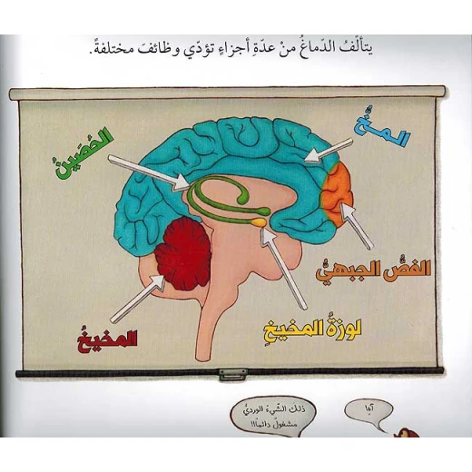 دماغ عجيب ومرن مدده وطوره - Image 2