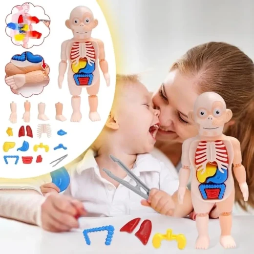 نموذج جسم الإنسان مع أدوات طبيب أطفال وتجارب علمية - سنسوريا - Image 4