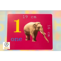 Sensoria Numbers Flash Educational Cards, 19×17 cm Durable Learning Cards for Counting, Sequencing & Early Math Skills