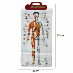 Sensoria Interactive Learning Wall Board – Human Body (Arabic Language)