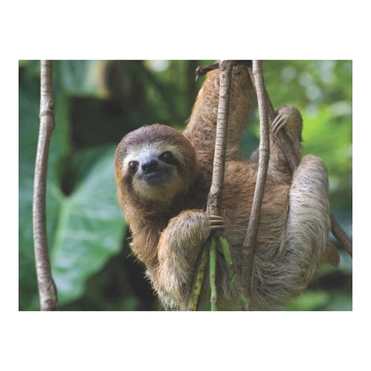 New York National Geographic Puzzle 500 Pieces Three Toed Sloth - New York Puzzle Company - Image 4